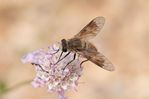 Cytherea obscura